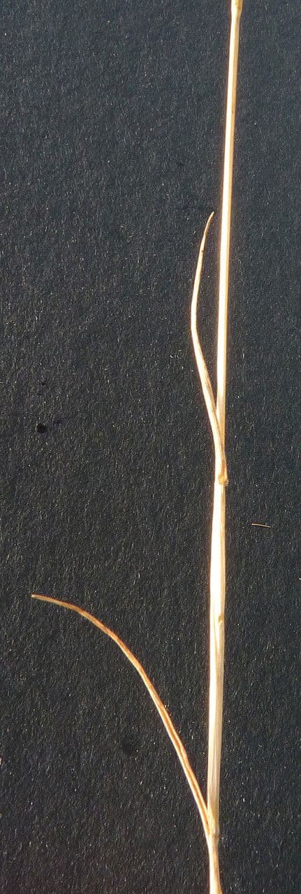 Orzo marittimo 25