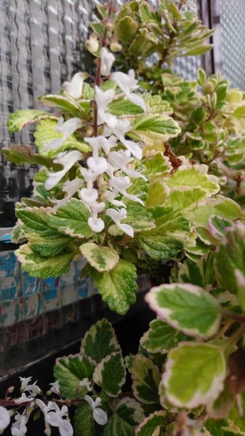 Coleus 3