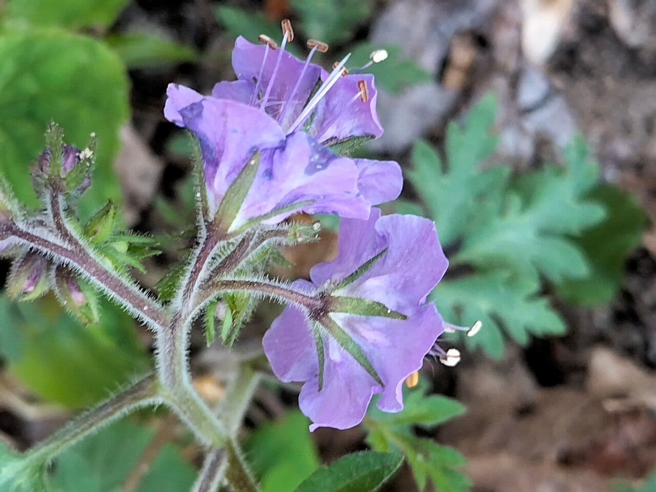 Phacelia bipinnatifida 18