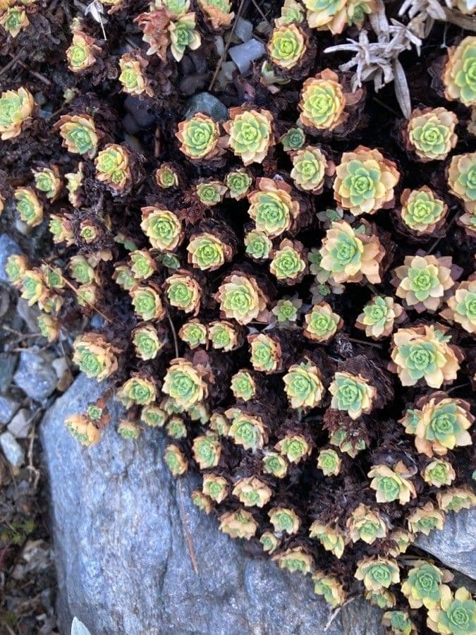 Saxifrage paniculée