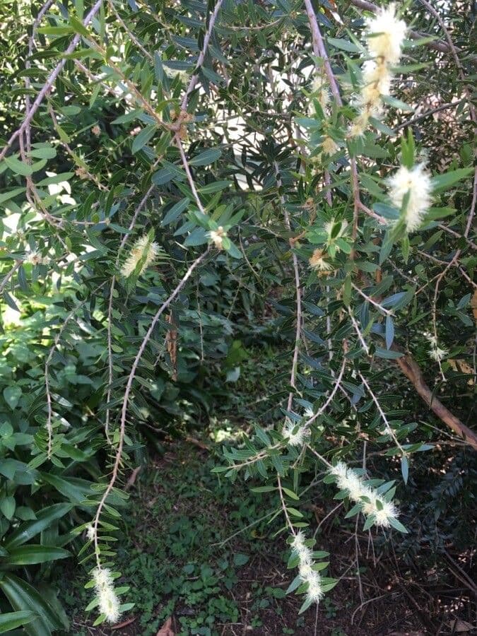 Myrciaria delicata 2