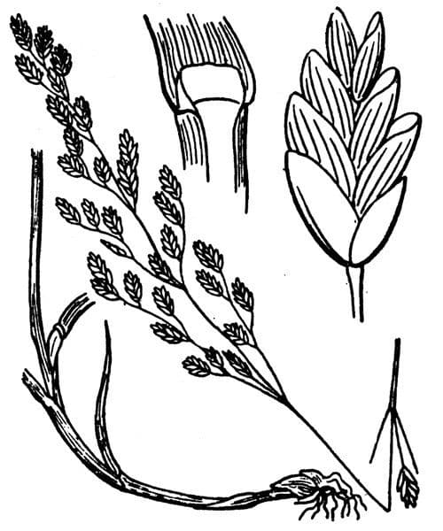 Glyceria striata 22
