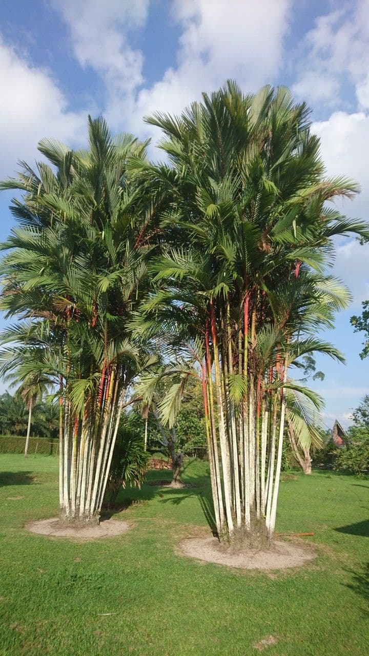 Palma rossetto 7