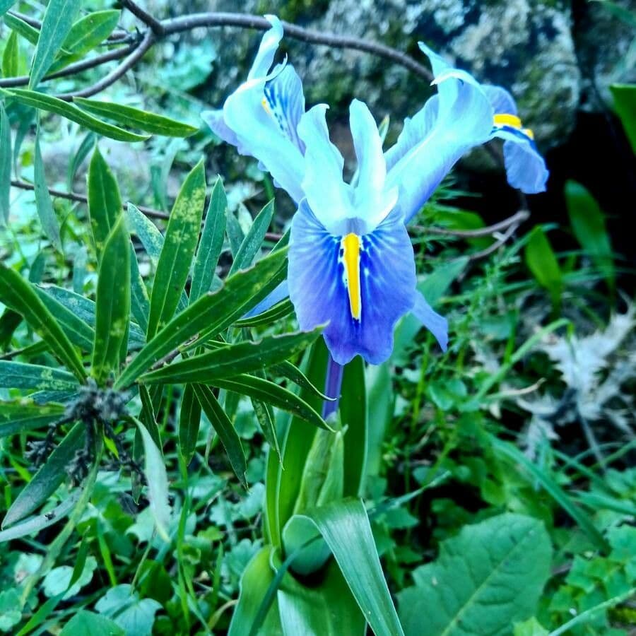 Kosatec ploskolistý 4