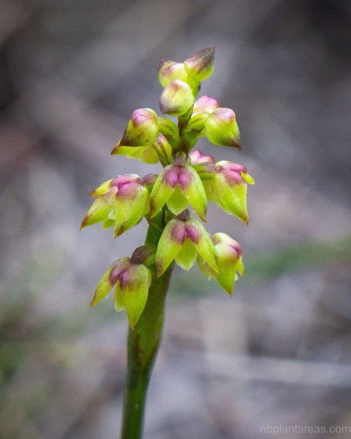 Genoplesium