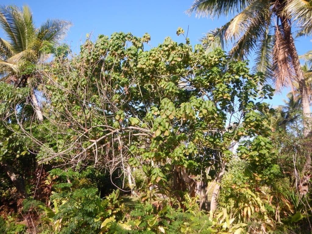 Macaranga 4