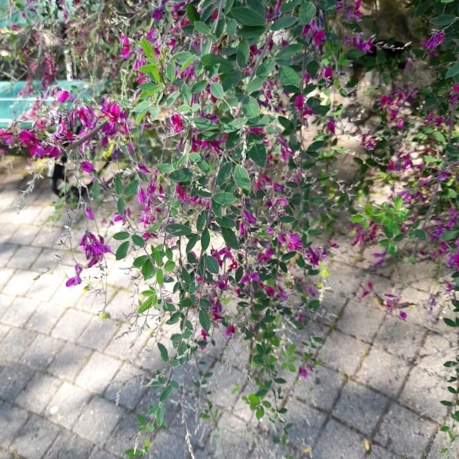 Lespedeza bicolore 27