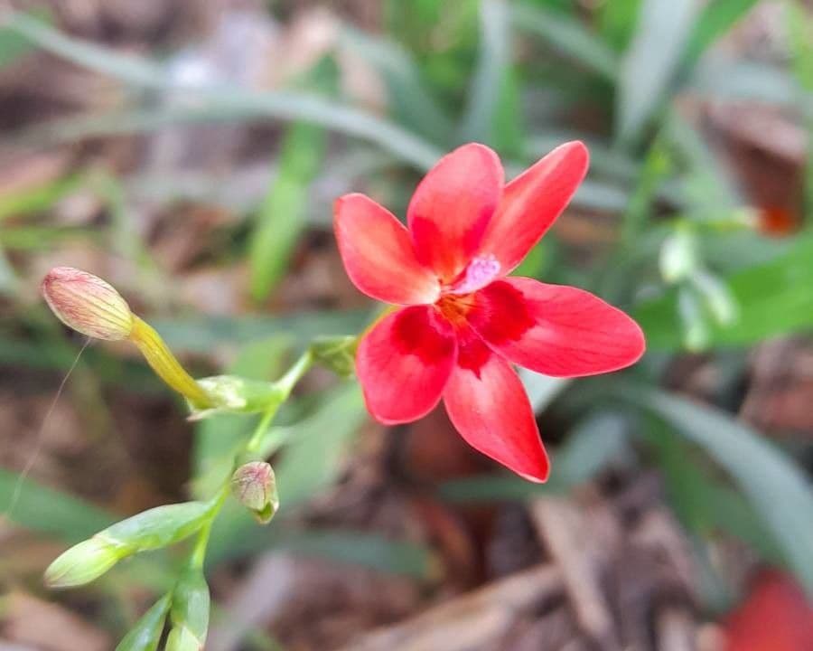 Freesia 5