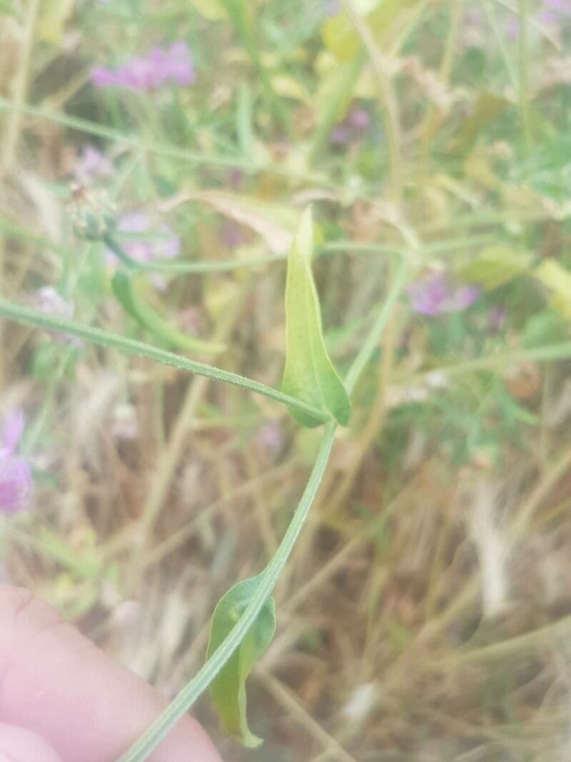 Centaurea diluta 10