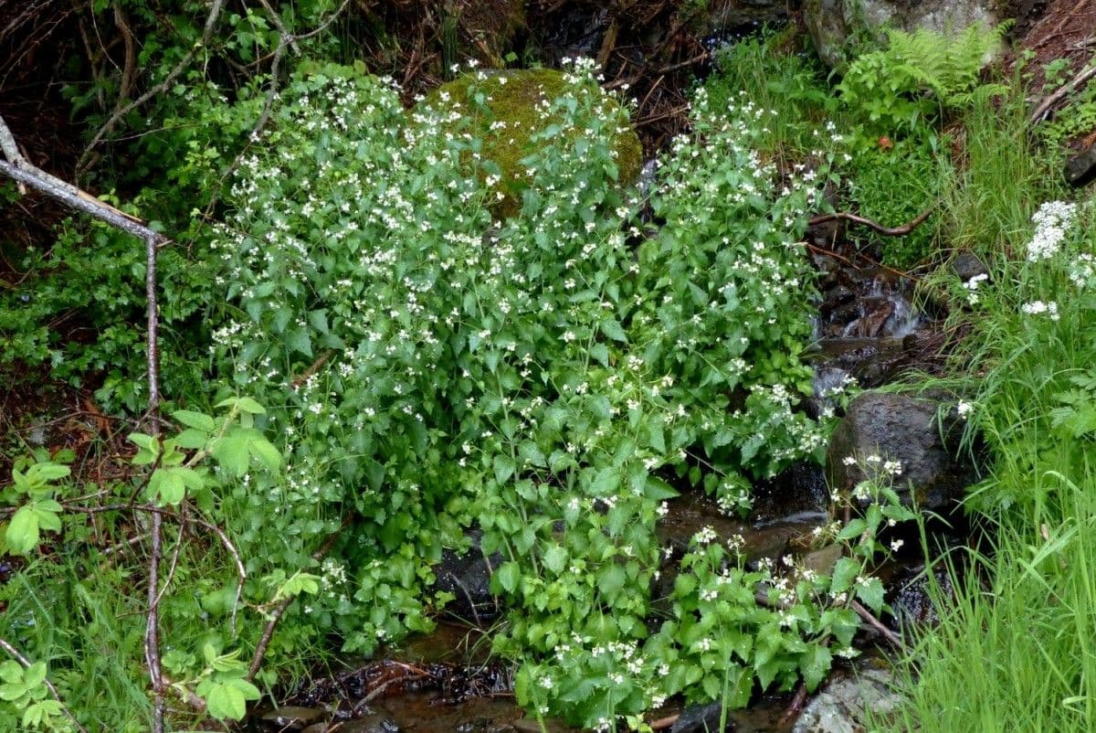 Arabidopsis cebennensis 8