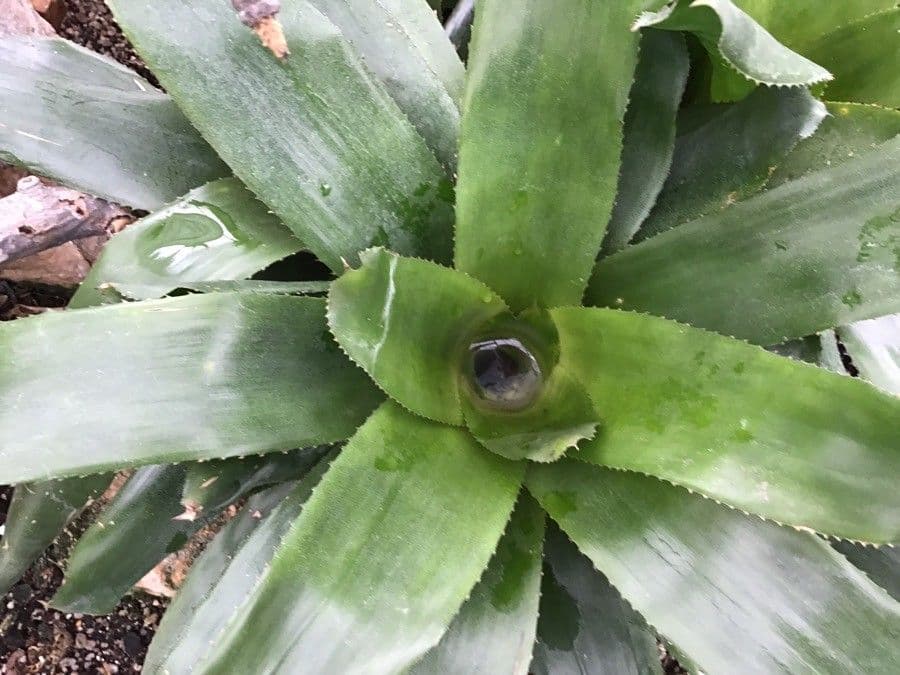 Tillandsia brachycaulos 6