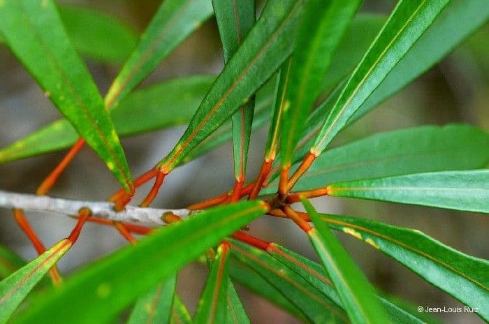 Codiaeum 3