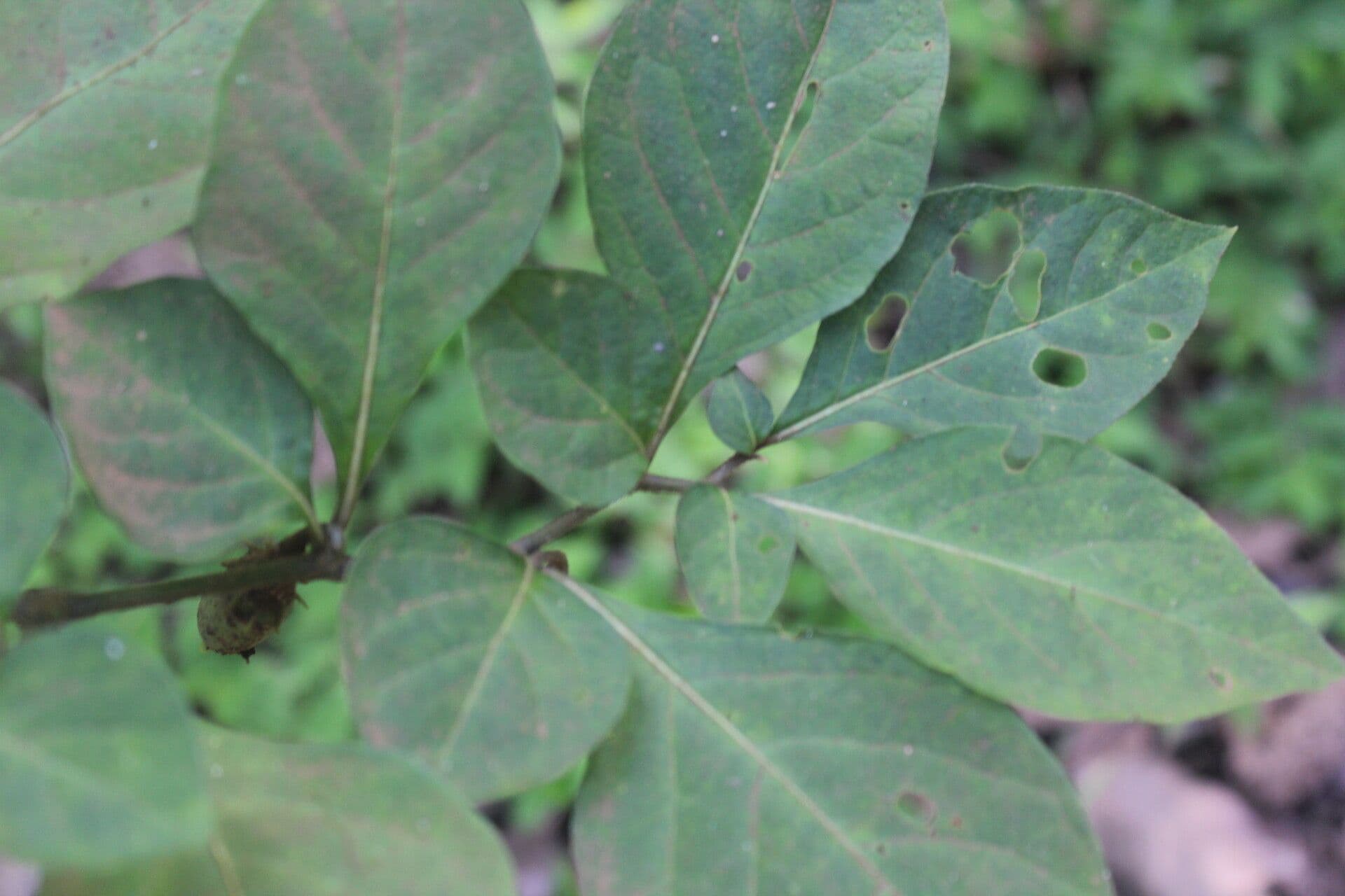 Lycianthes 8