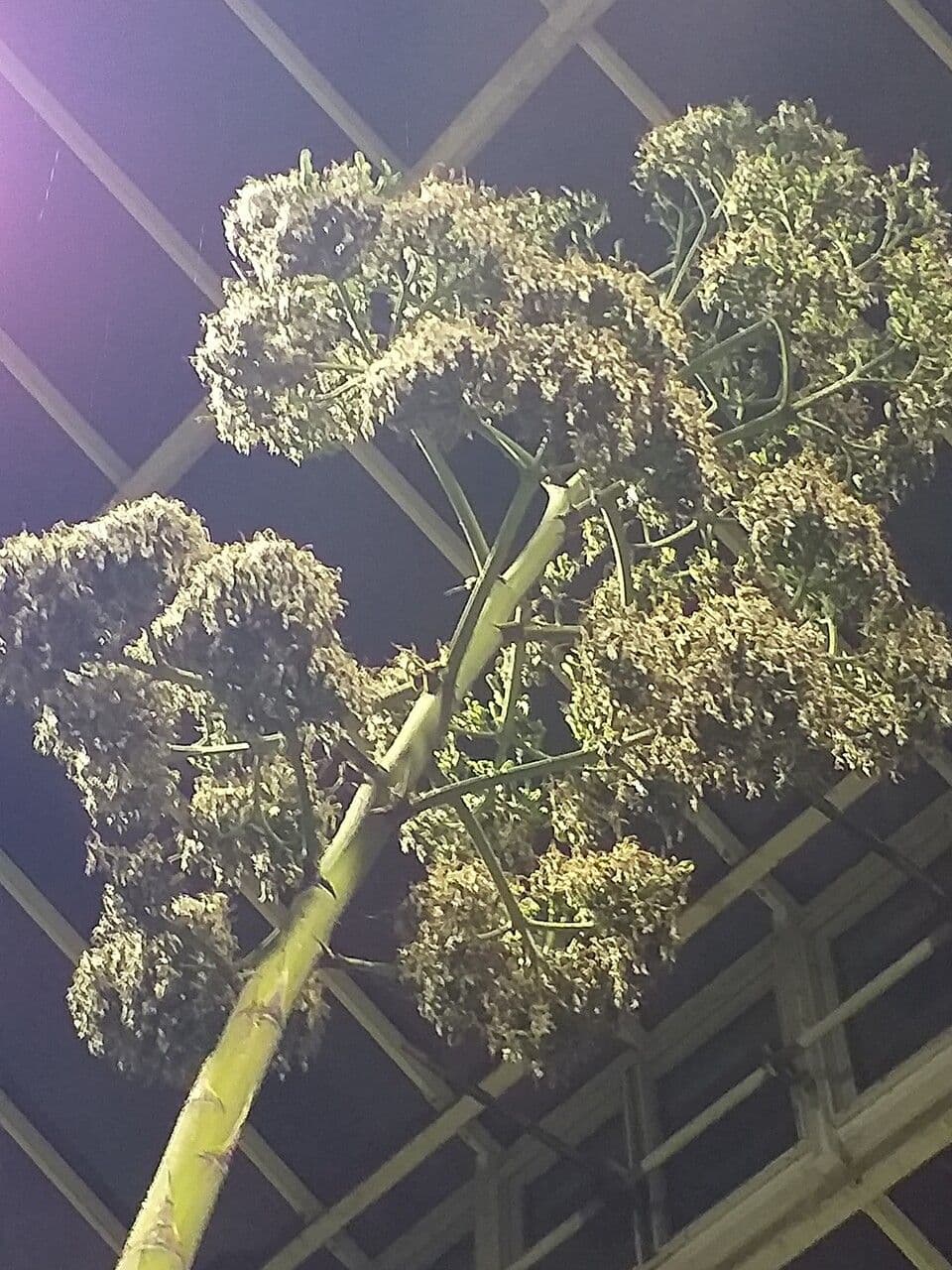 Tequila-Agave