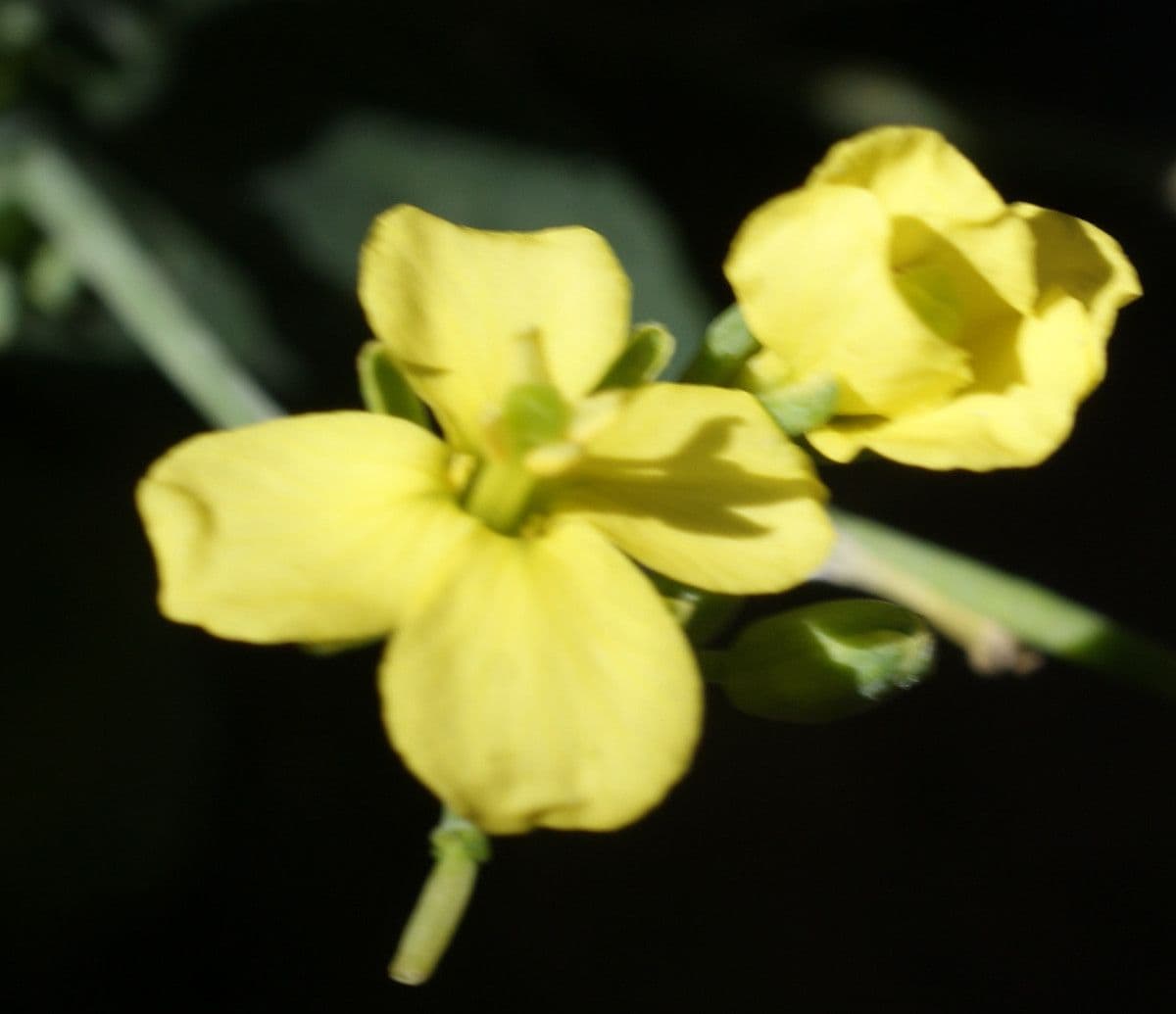Conringia orientale 9