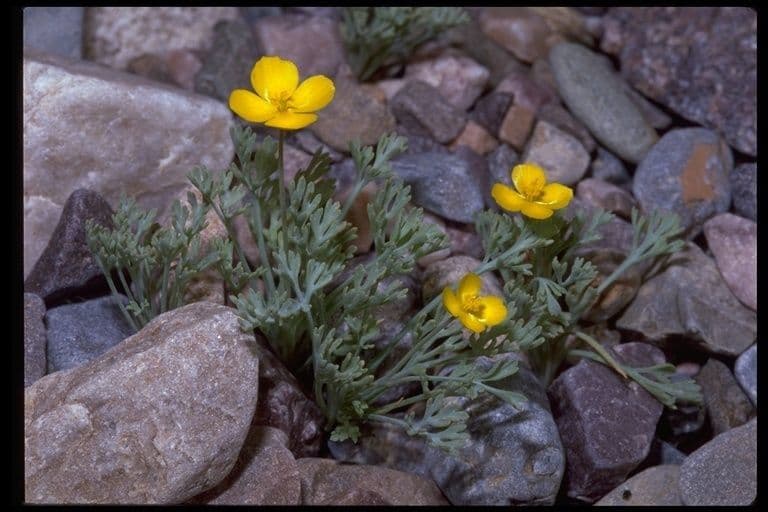 Wüsten-Mohn 7