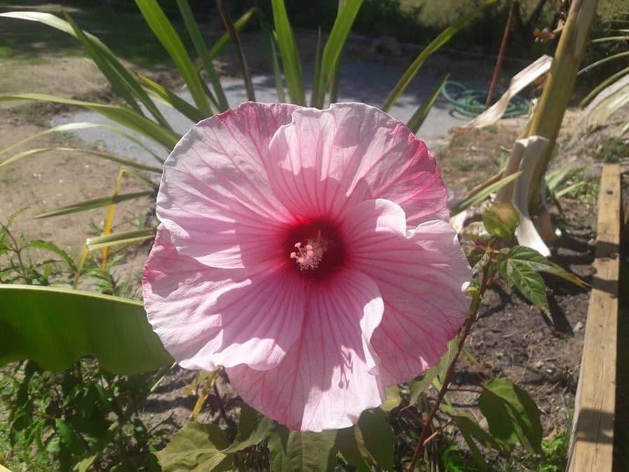 Hibiscus grandiflorus 5