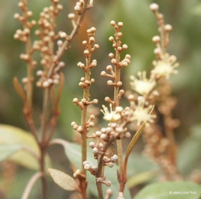 Croton 4