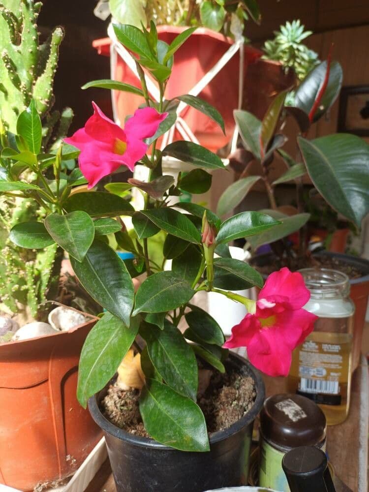 Mandevilla 27