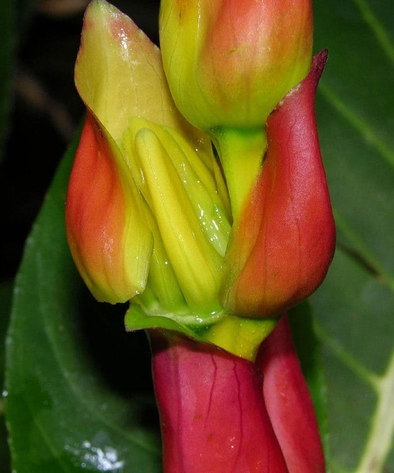 Kleinblättrige Sanchezia