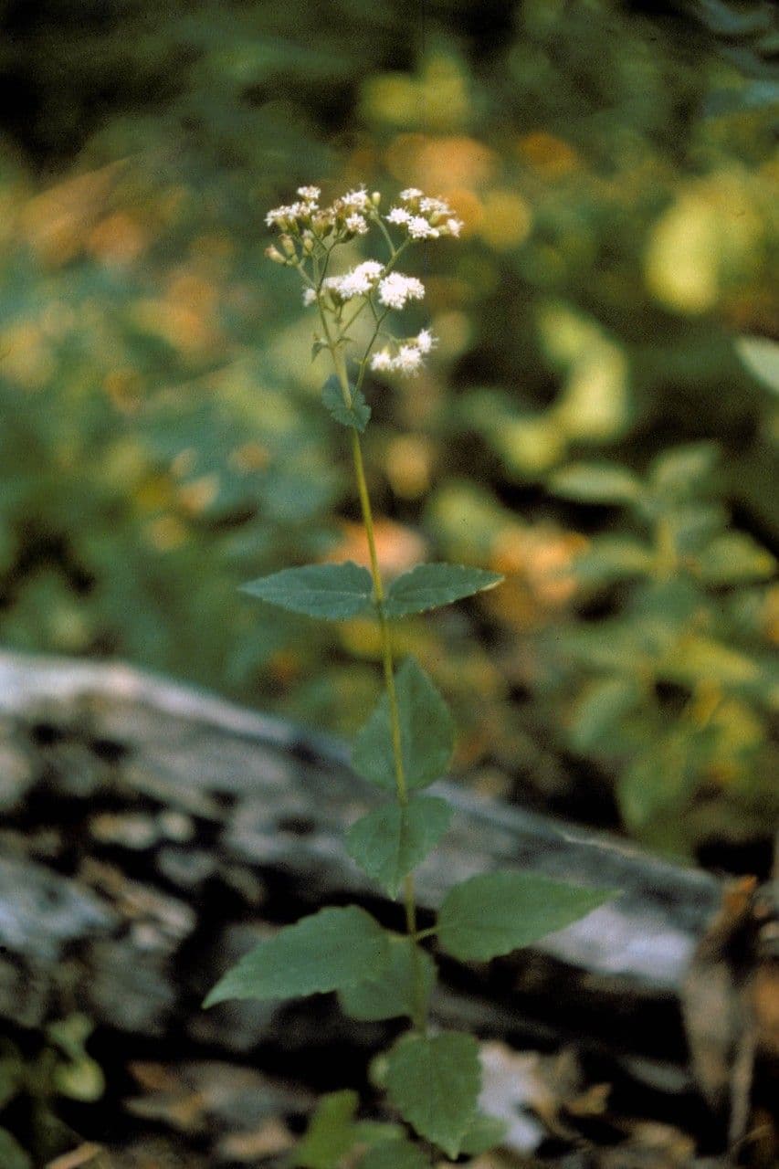 Kugelköpfiges Wasserdost 8