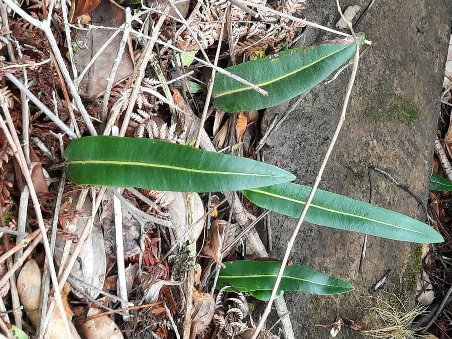 Elaphoglossum 7