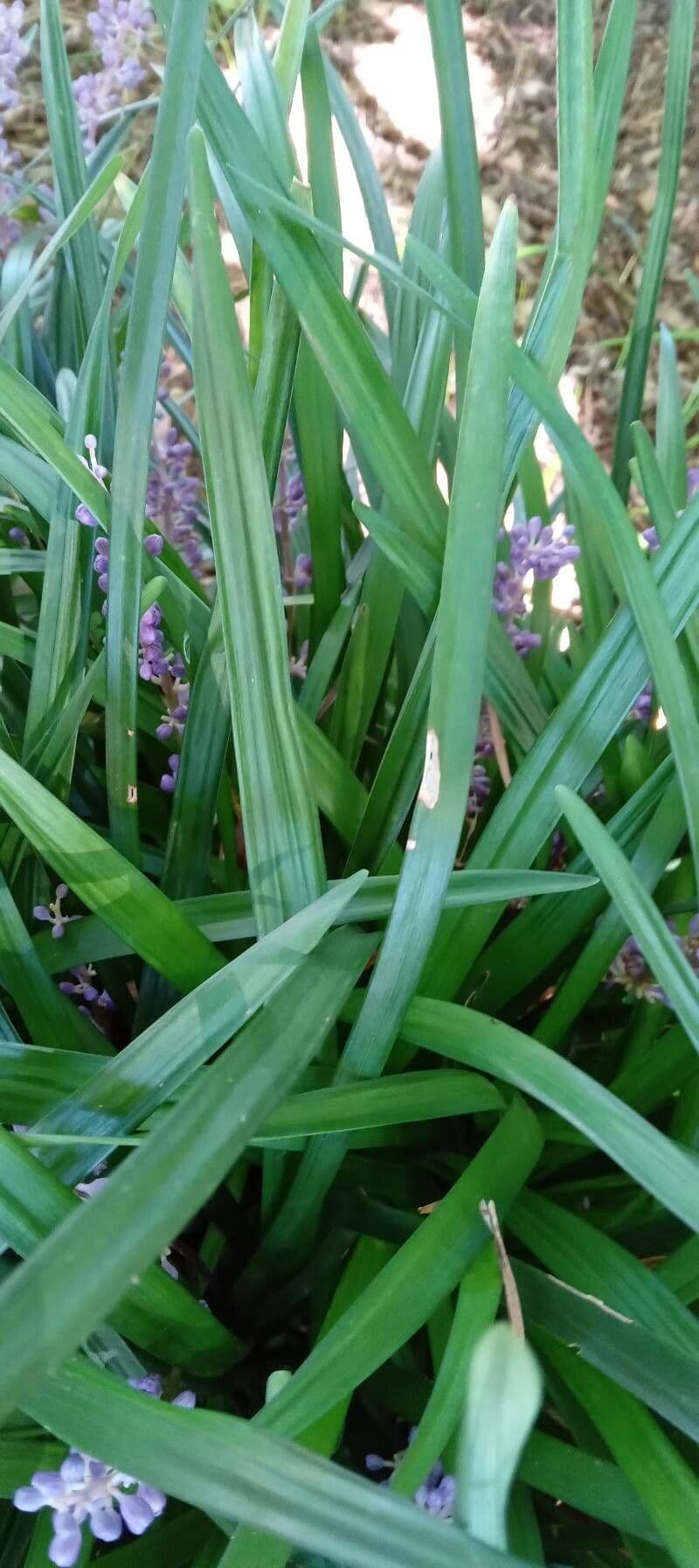 Liriope 16