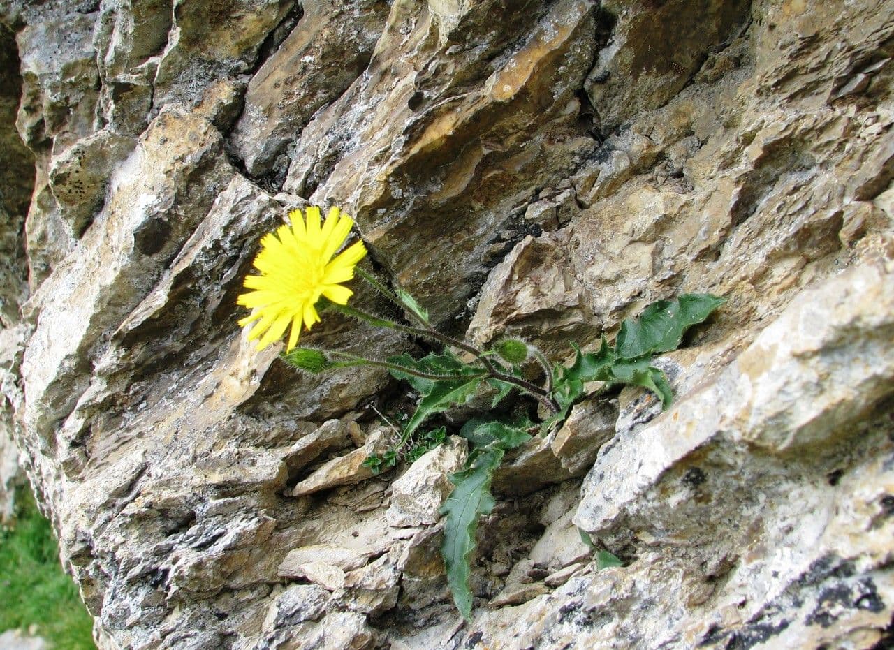 Zwerg-Habichtskraut 9