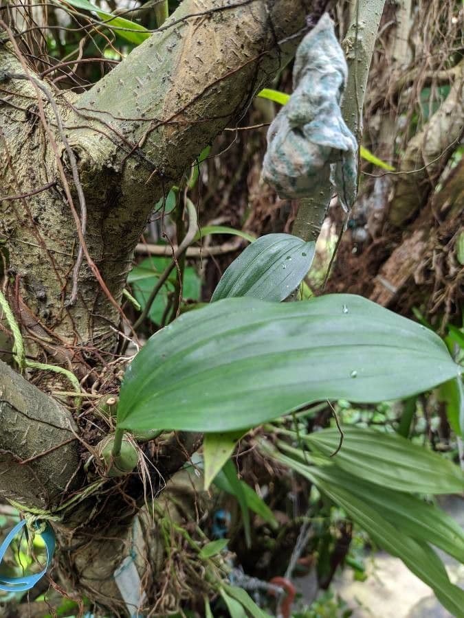 Stanhopea