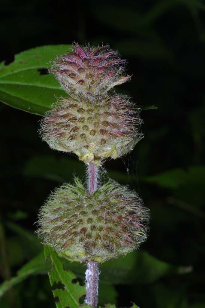 Blephilia ciliata 3