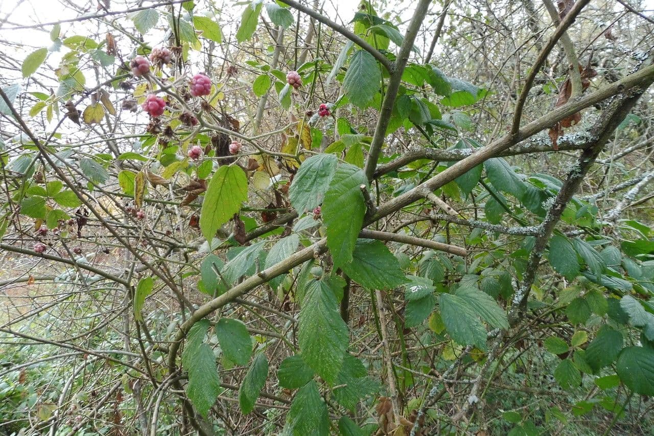 Großblättrige Brombeere 11