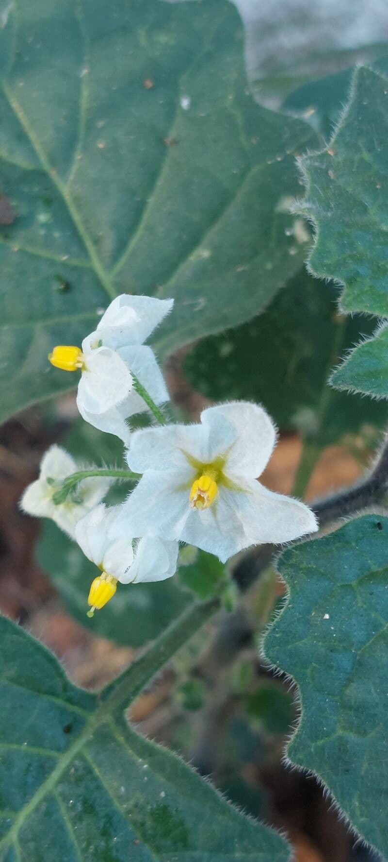 Solanum villosum 6