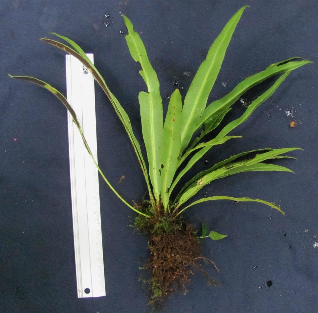 Elaphoglossum 12