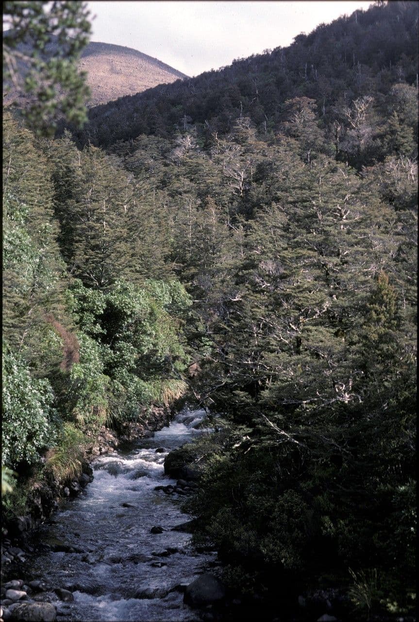 Nothofagus 6