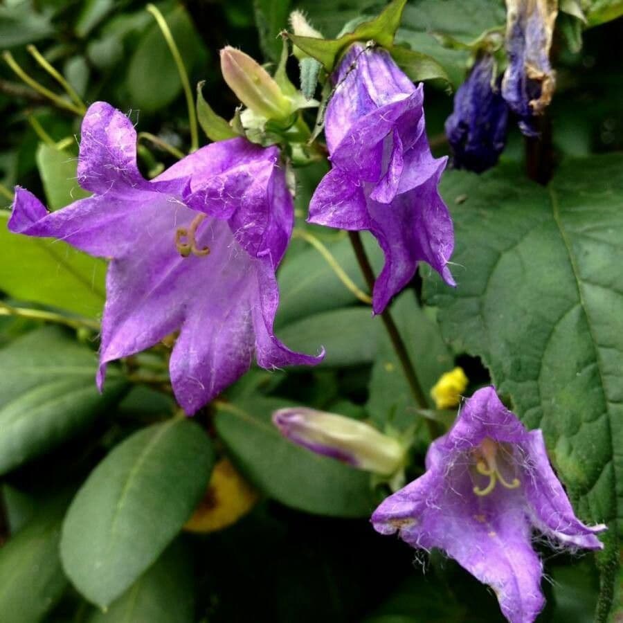 Campanula agglomerata 8