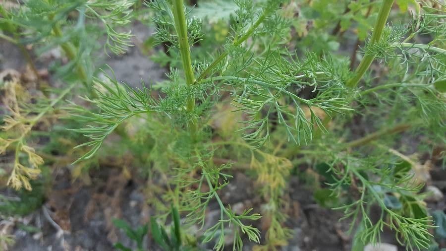 Scentless mayweed 19