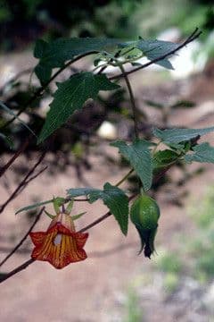 Canary bellflower 12