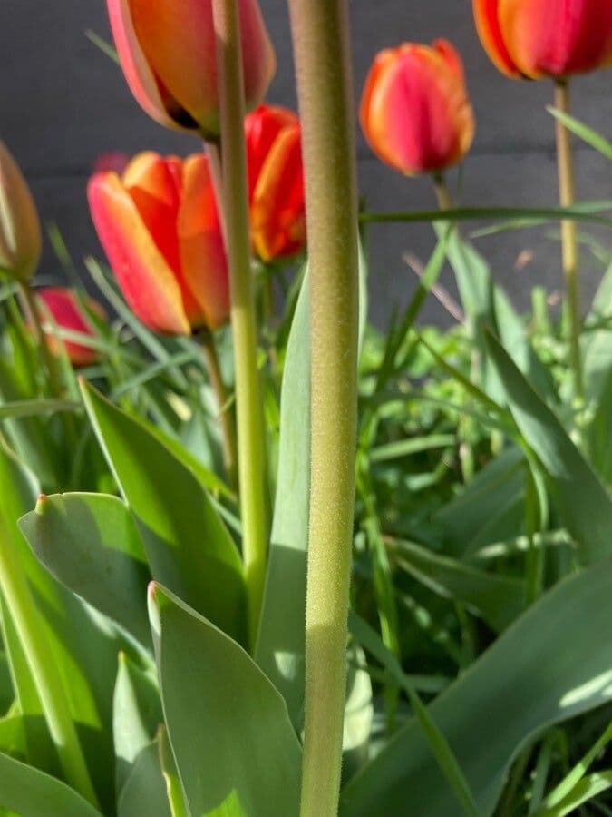 Tulipano di Gesner 25
