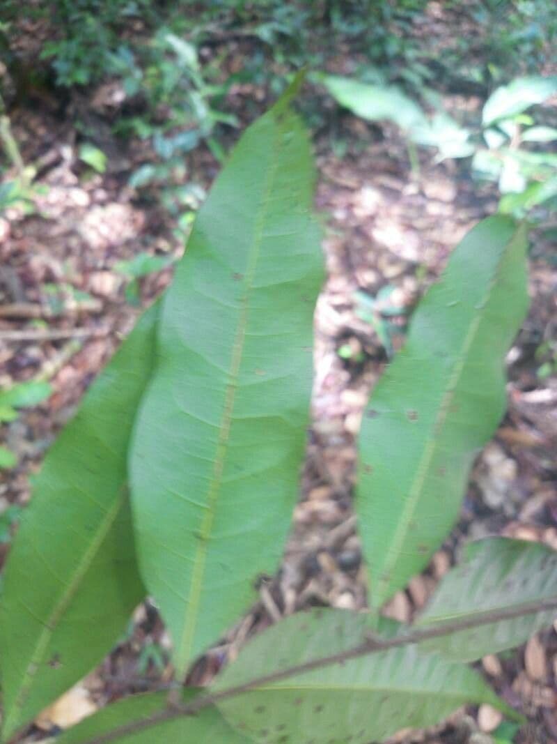 Talisia 4