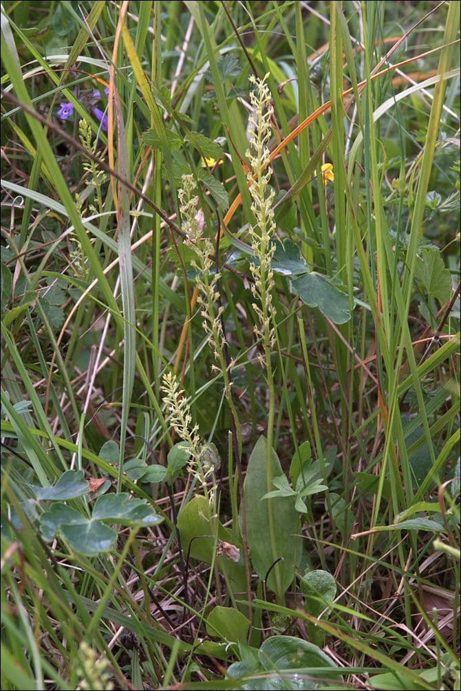Malaxis monophylla 7