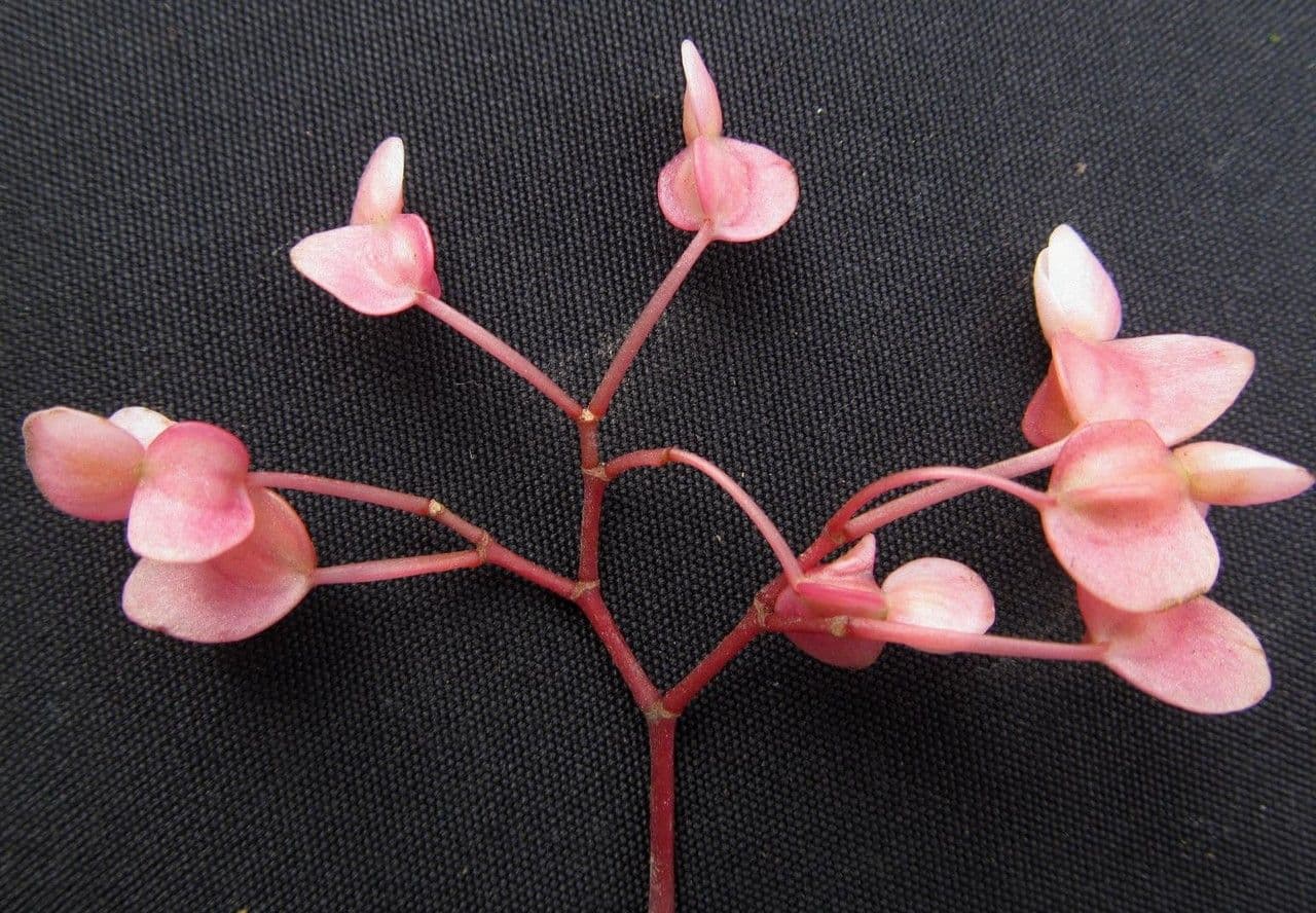 Begonia 5