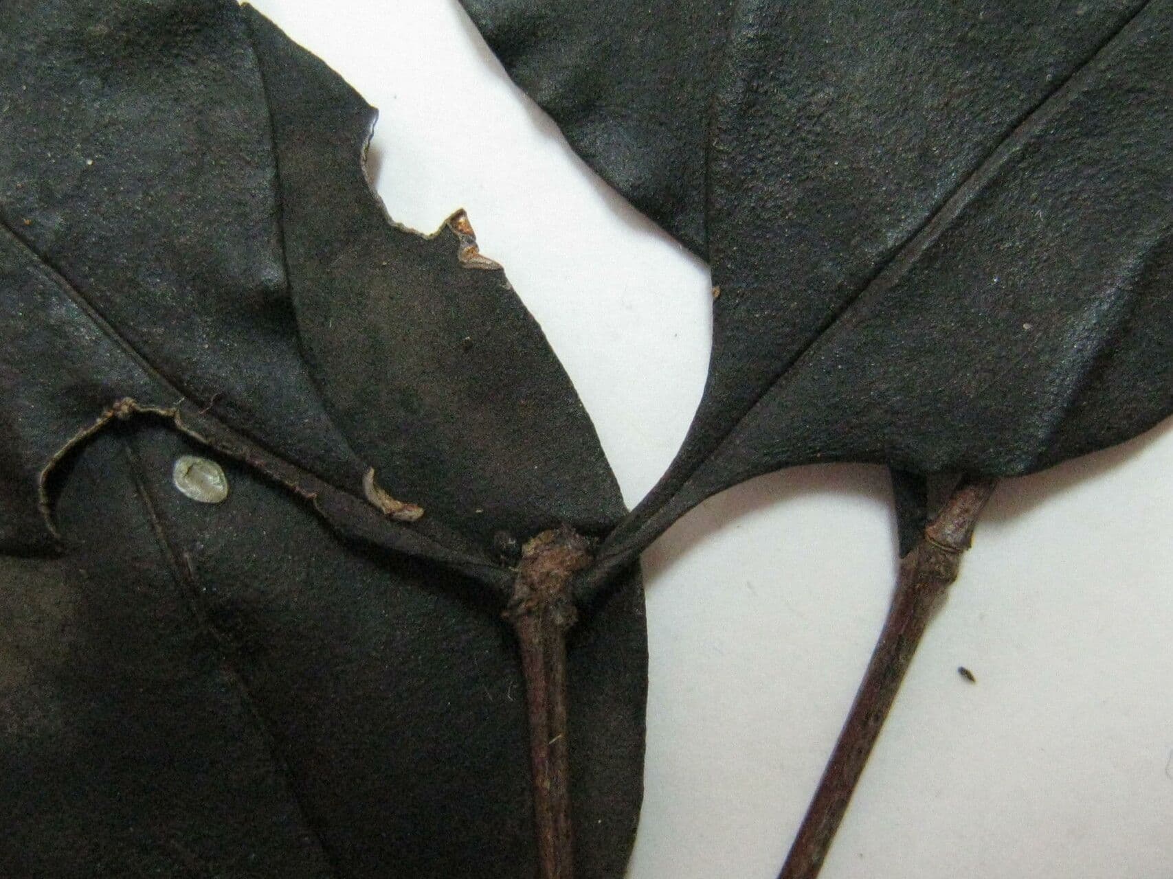 Mouriri angolocostata 7
