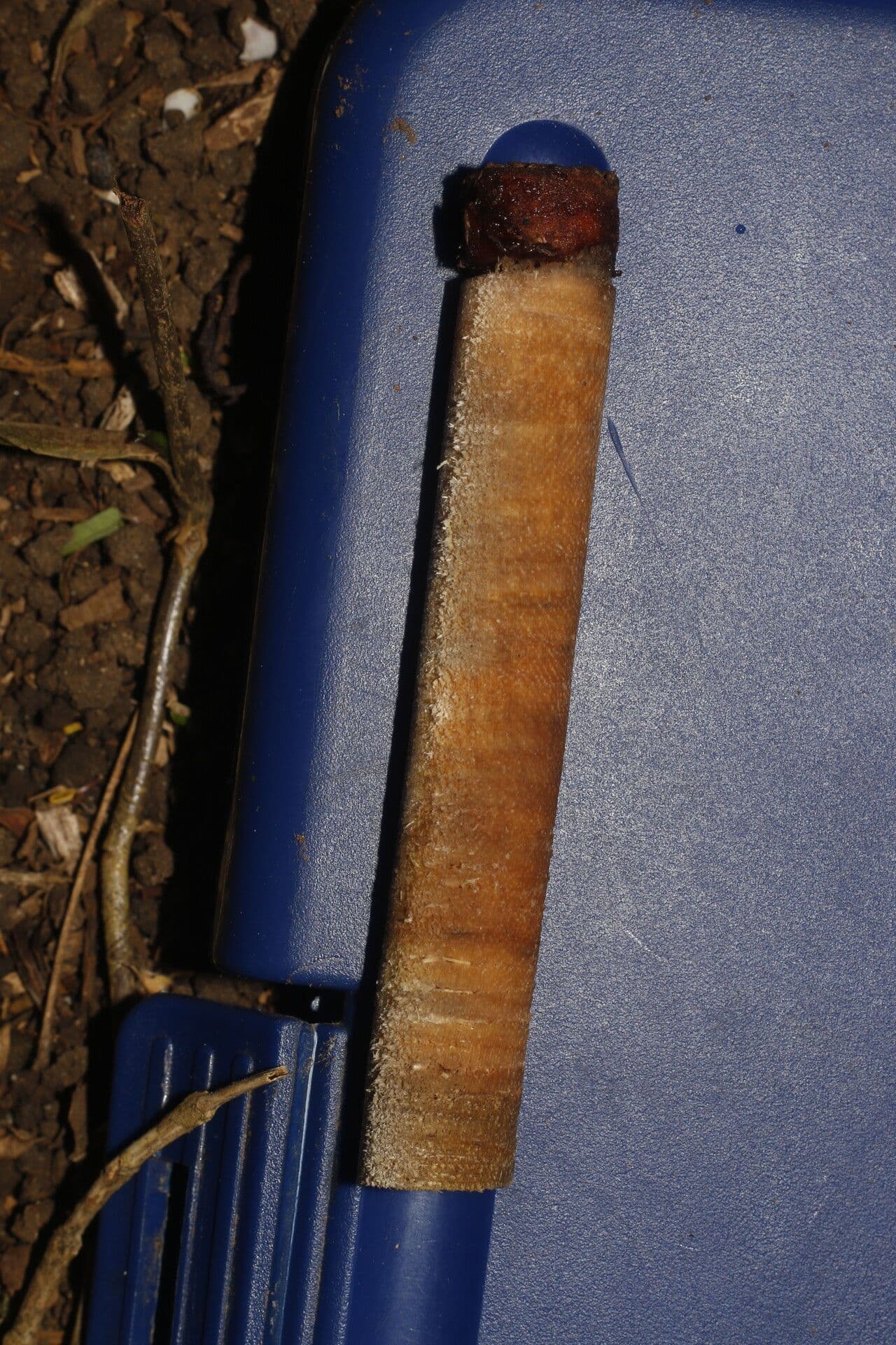 Ocotea 15