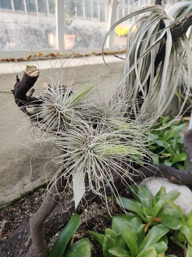 Tillandsia 11