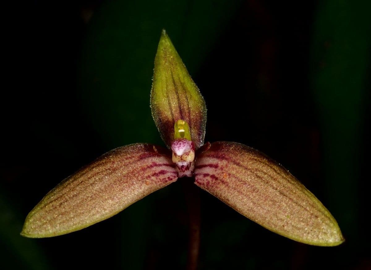 Bulbophyllum 2