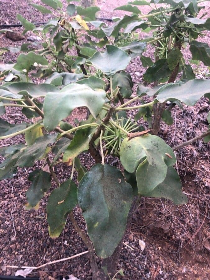 Uncarina 2