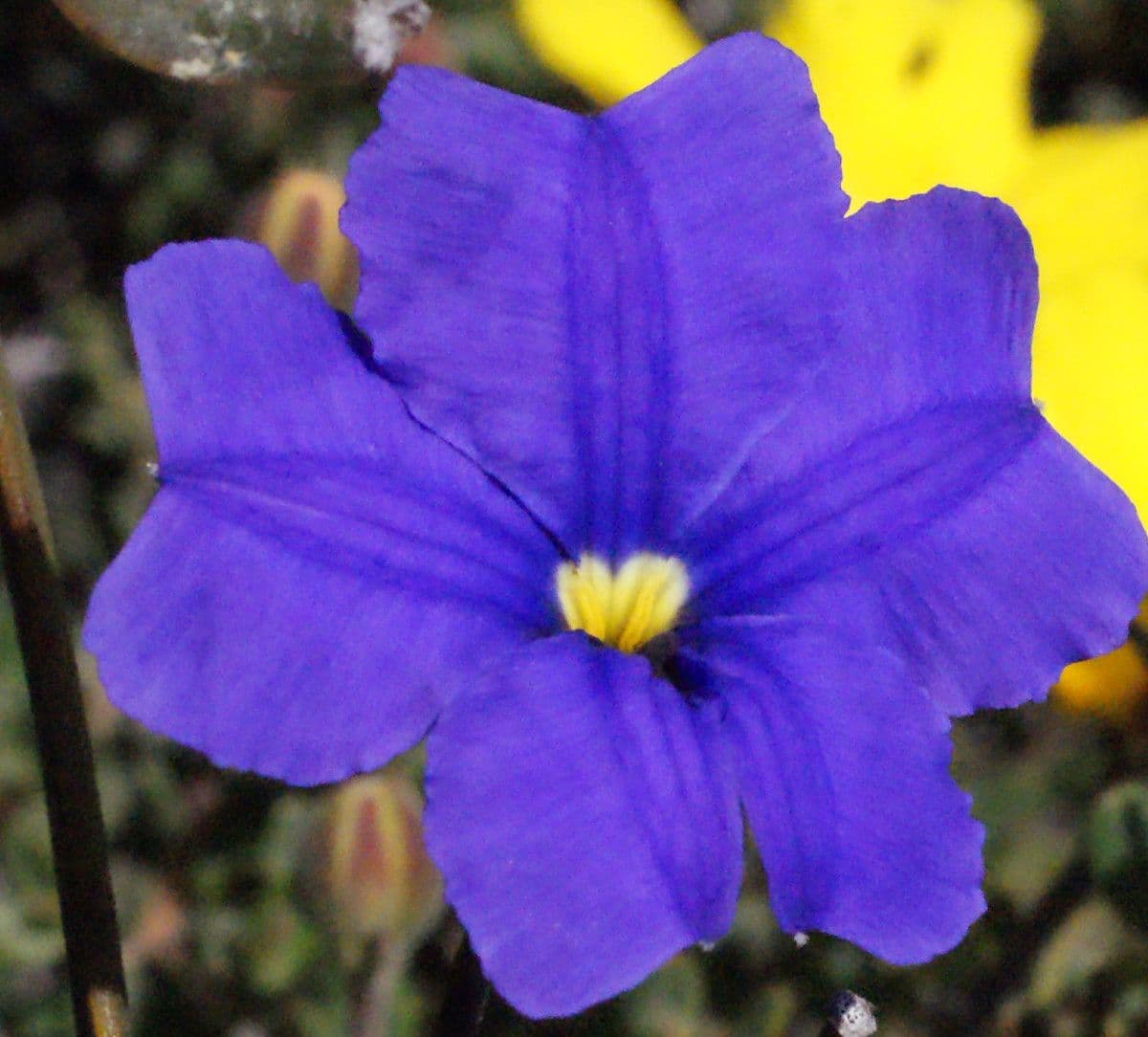 Dampiera