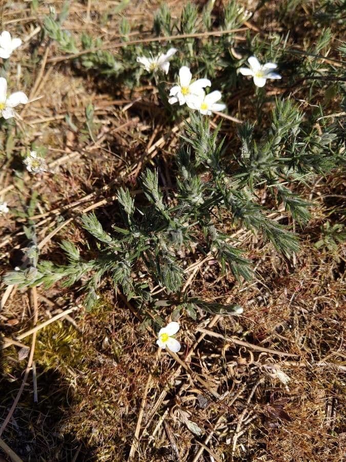 Arenaria grandiflora 13