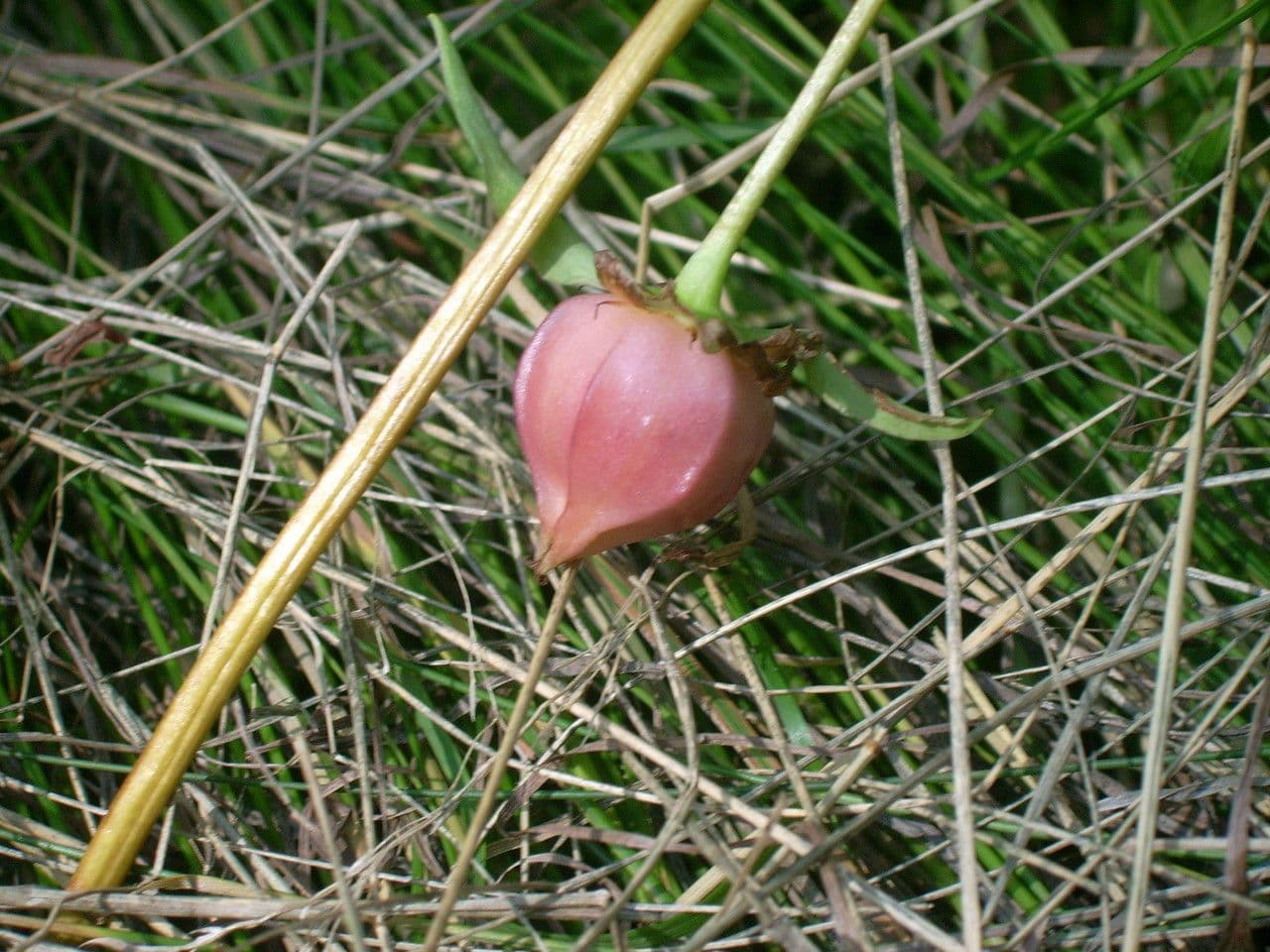 Trillium pochylone 2