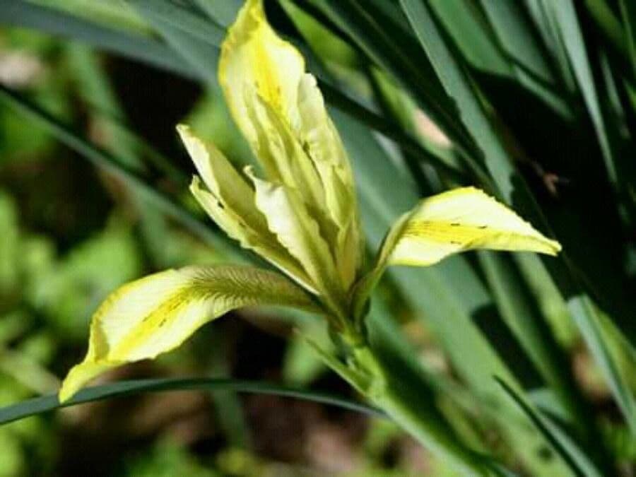 Iris